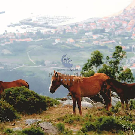 Отель Norat Palmeira Playa