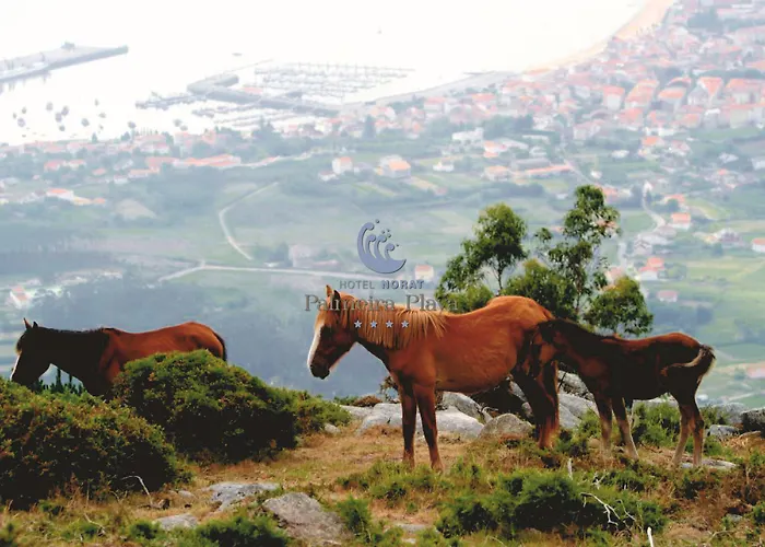 Otel Norat Palmeira Playa